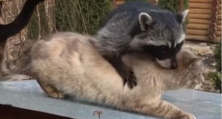 Simpa rakun se pokušao sprijateljiti s mačkama, pogledajte kako je to završilo